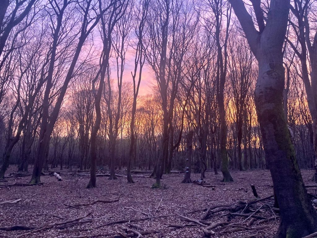 cacao ceremonie in het bos